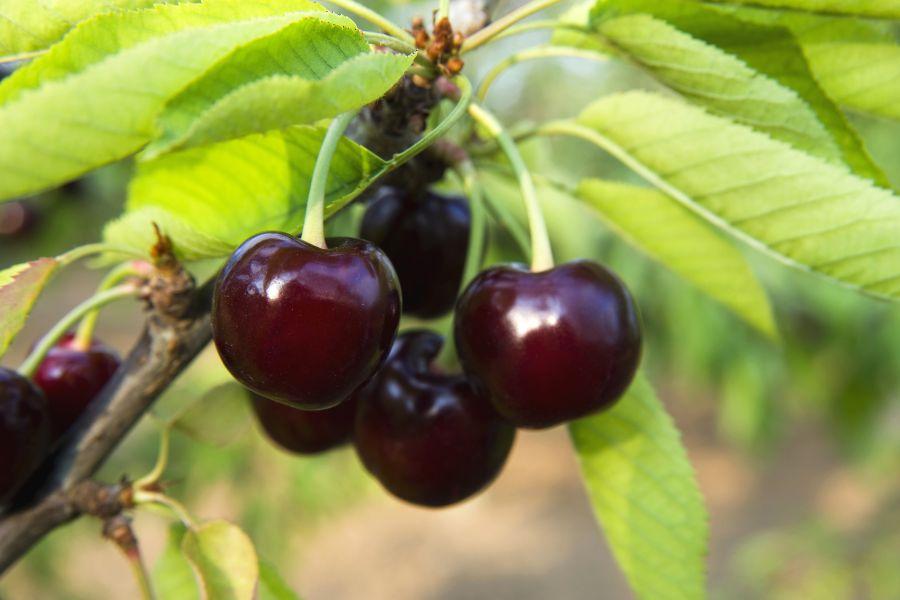 Cây Cherry: Đặc Điểm, Cách Trồng Và Cách Chăm Sóc