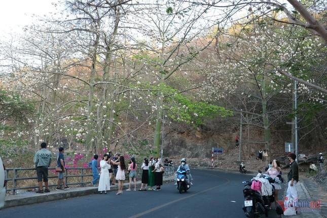 Hàng bông gòn ở Vũng Tàu bung nở trắng xoá, cảnh đẹp tựa 'tuyết xứ Hàn'