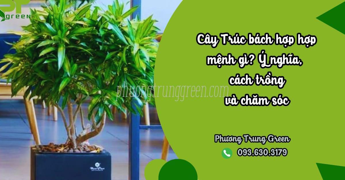 Cây Trúc Bách Hợp