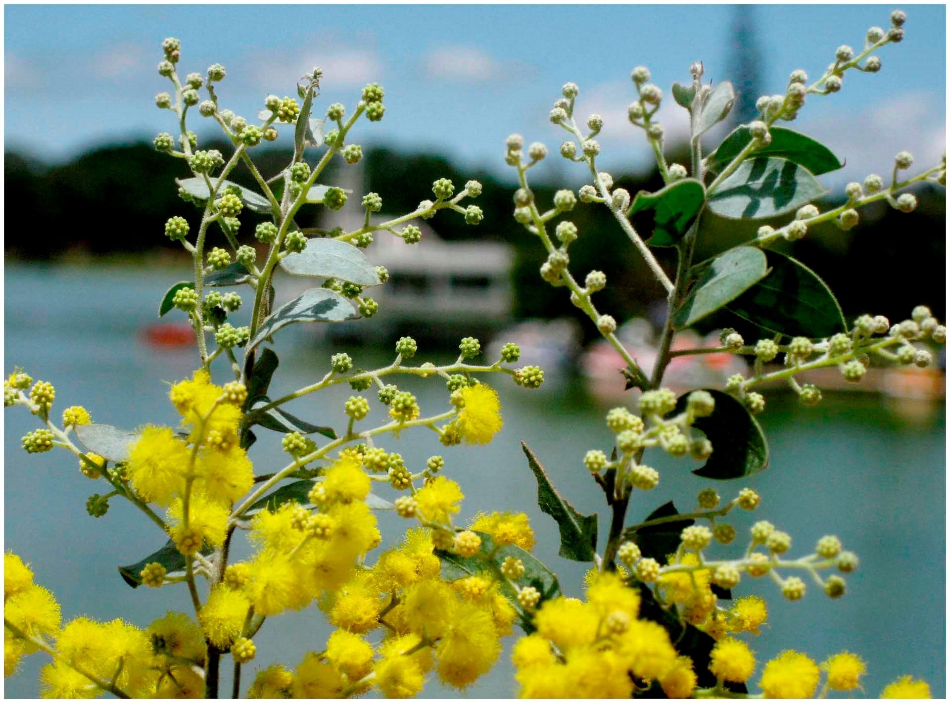 Sự tích hoa mimosa