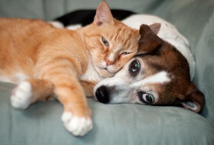 Dogs & Cats Living Together