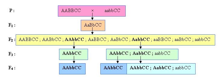 Sinh học 12 Bài 18: Chọn giống vật nuôi và cây trồng dựa trên nguồn biến dị tổ hợp