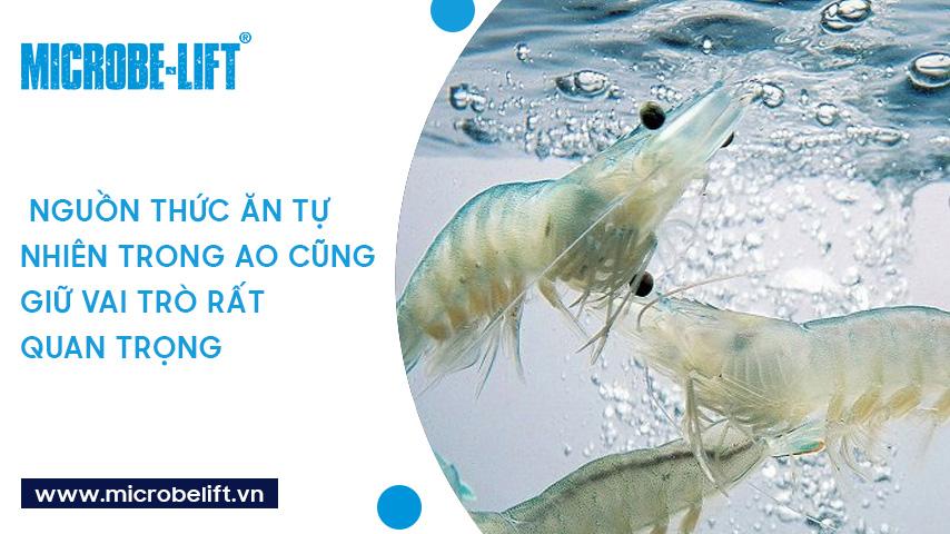 Nguồn thức ăn tự nhiên cho tôm gồm những gì? Cách quản lý như thế nào?