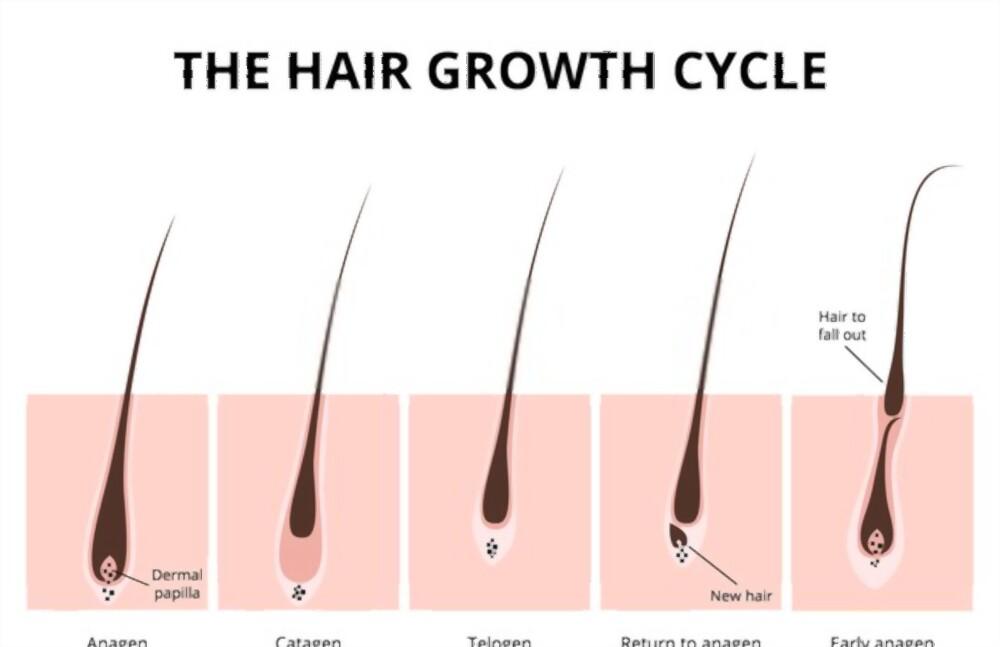 ✅ Quá trình sinh trưởng của tóc như thế nào?