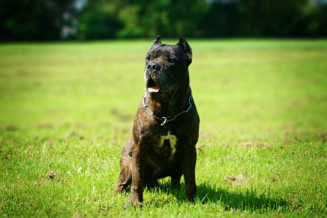 American Bandogge