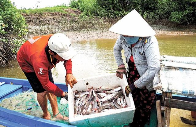 Loại cá có tên lạ xưa người nghèo mới ăn, nay thành đặc sản hiếm ai may mắn mới được thưởng thức, 210.000 đồng/kg