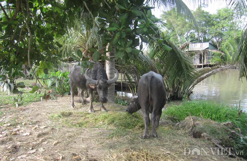 Phong tục tết trâu cúng “ông chuồng – bà chuồng”