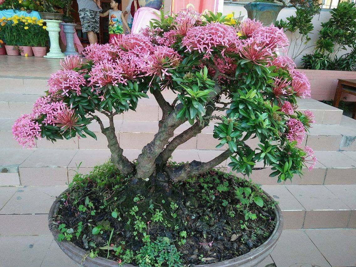 Đất trồng, bón phân, tưới nước cho cây bonsai bông trang ra hoa rực rỡ