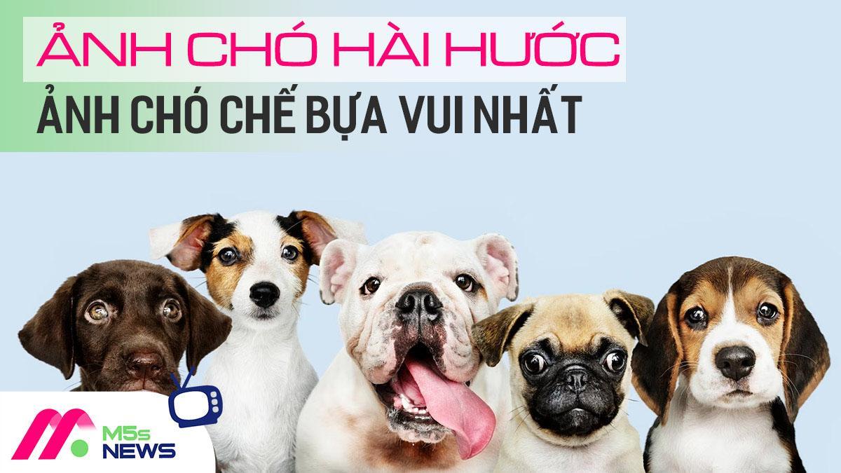 Lưu ngay 39+ ảnh chó hài hước, ảnh chó chế bựa vui nhất