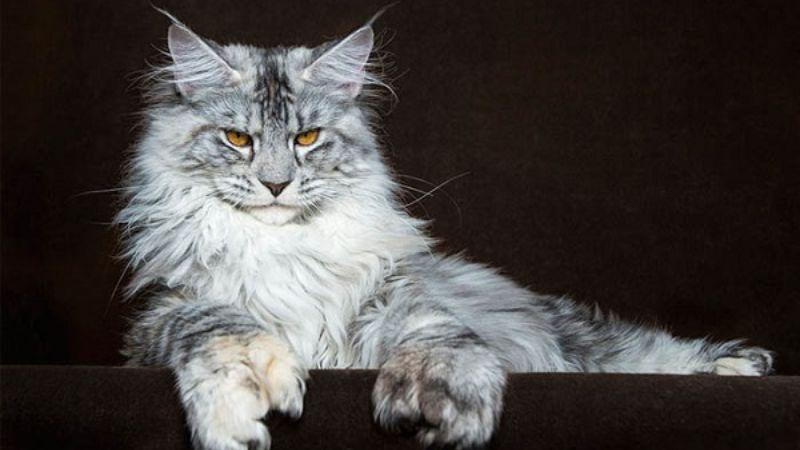 Mèo Maine Coon: Nguồn gốc, đặc điểm, cách nuôi, giá bán