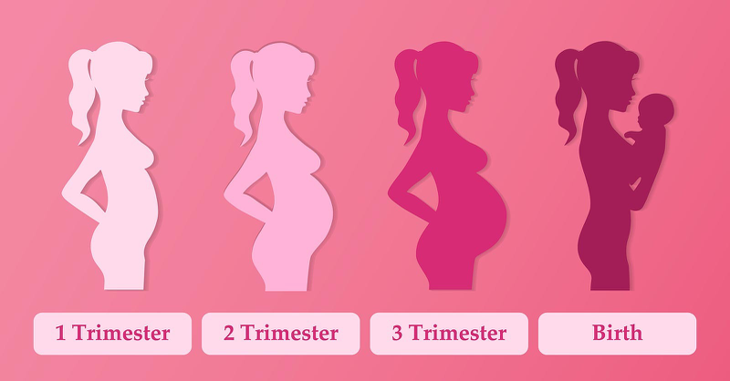 Trimester là gì? Khám phá 3 giai đoạn quan trọng của thai kỳ