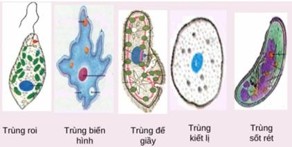 Bài 22: Phân Loại Thế Giới Sống