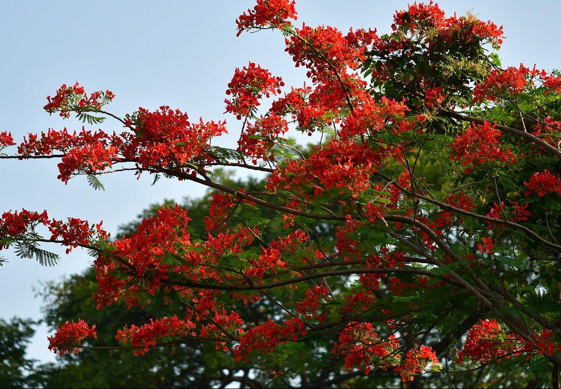 Hoa Phượng