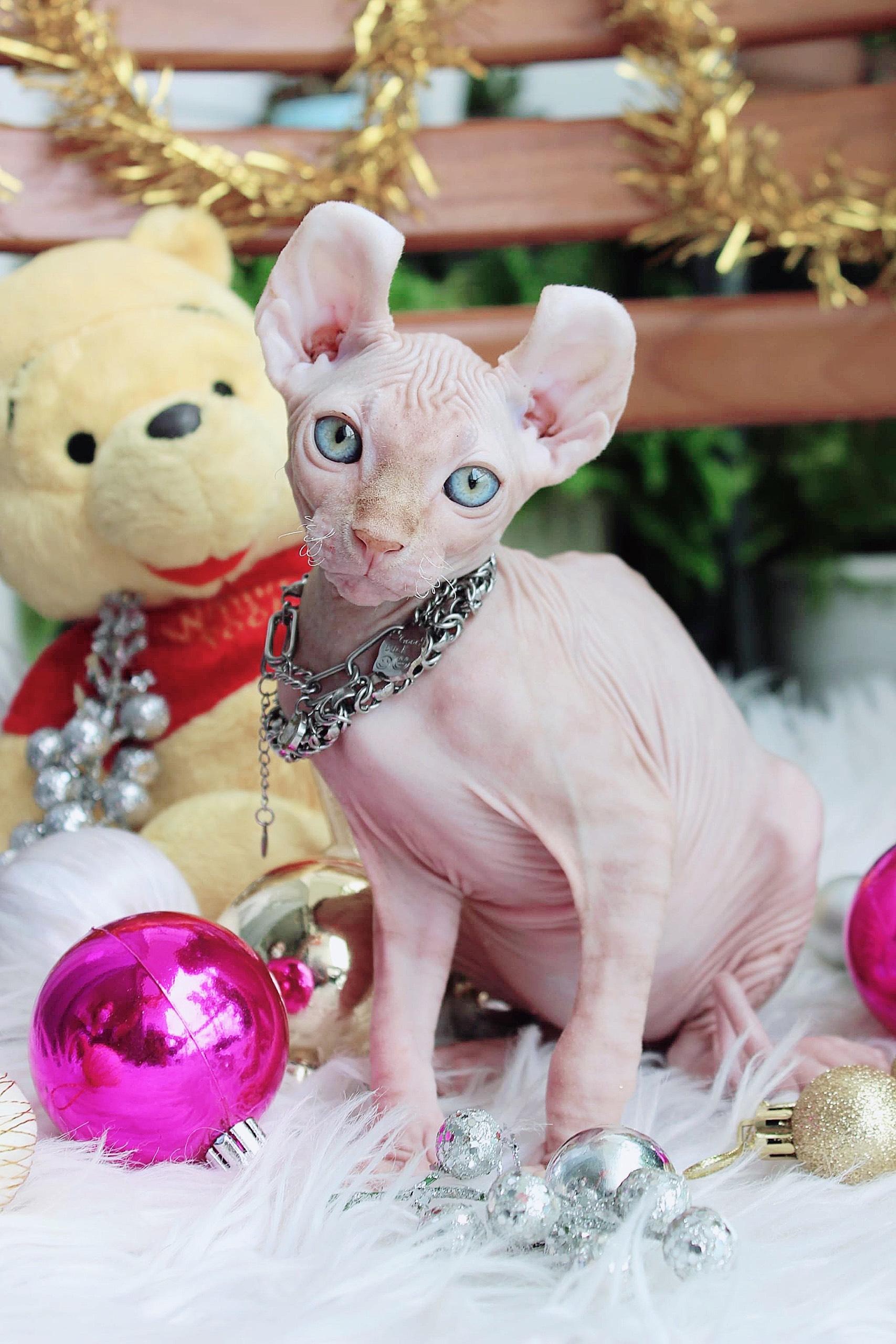 Mèo Sphynx - Mèo Không Lông - Pet House - Cửa hàng thú cưng và phụ kiện