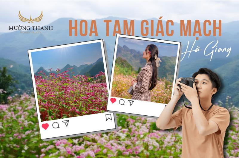 Ngắm nhìn mùa hoa tam giác mạch Hà Giang