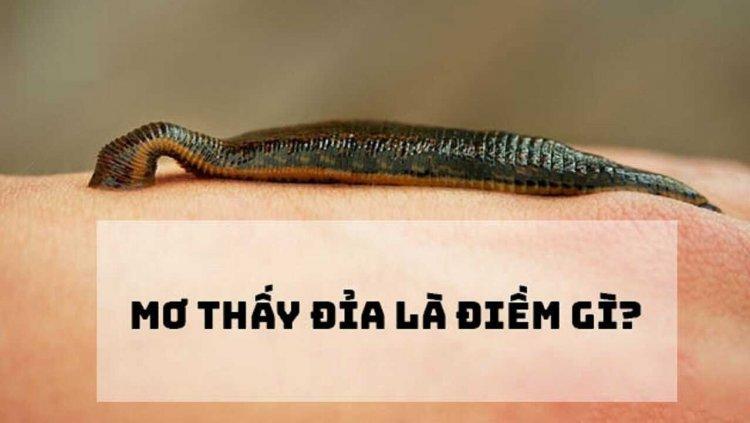 Mơ Thấy Con Đỉa Báo Hiệu Điềm Lành Hay Giữ?