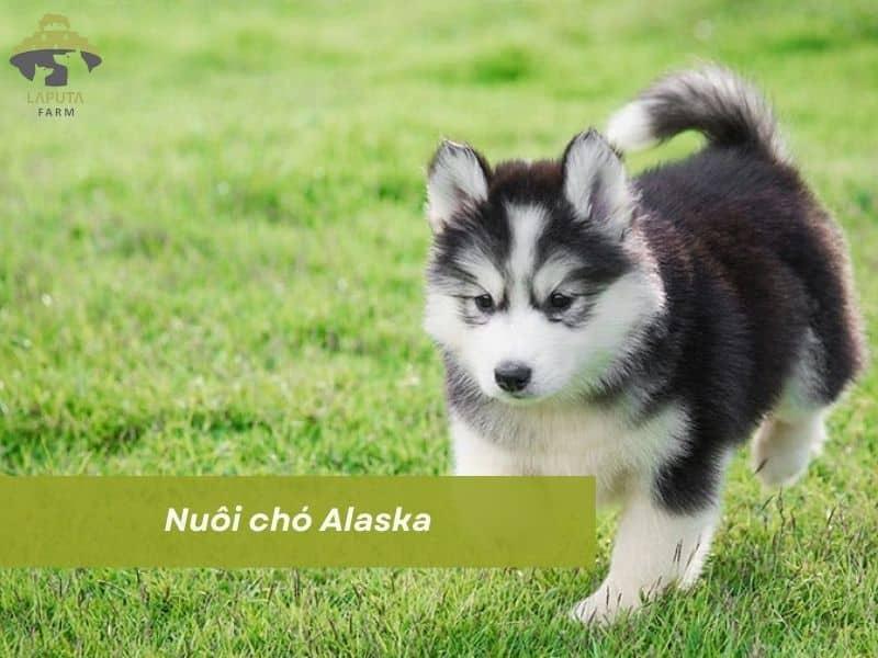 Cách nuôi chó Alaska có dễ không? Chi phí nuôi và chăm sóc?