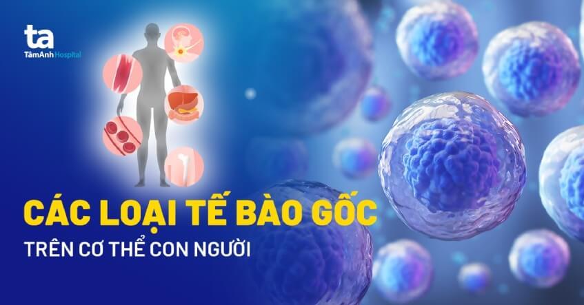 Các loại tế bào gốc phổ biến và cách phân loại như thế nào?