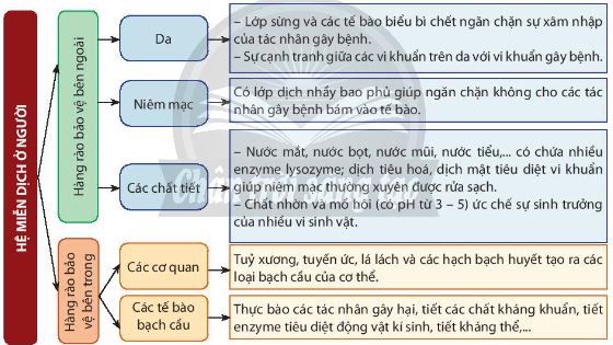 Sinh học 11 Chân trời sáng tạo Bài 12: Miễn dịch ở người và động vật